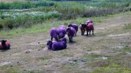 Latitude2009_SetE-JoS-r_Dont-worry-the-sheep-are-actually-robots.jpg